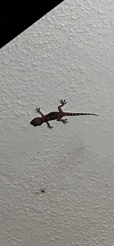 Mediterranean House Gecko