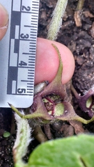 Asarum canadense canadense