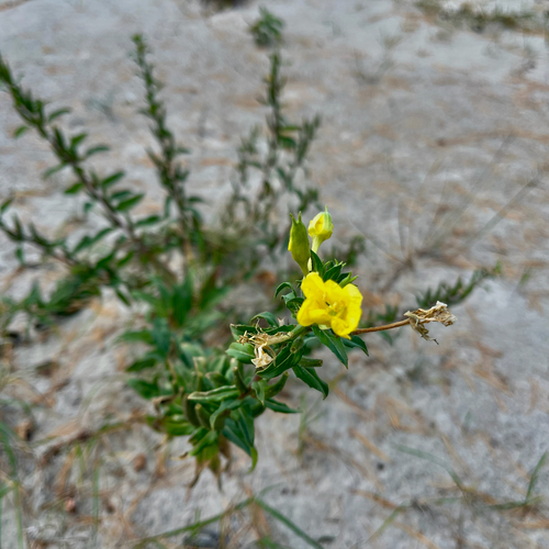 Oenothera parviflora, 2026-10-11