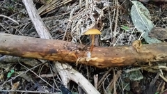 Galerina patagonica