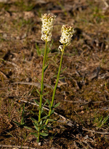 Image of Stackhousia subterranea by (c) Chris Clarke, some rights reserved (CC BY)