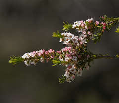 Thryptomene calycina