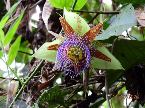 Passiflora maliformis observed 2026-10-11