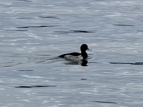 Ring-necked Duck