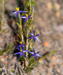 Calectasia intermedia