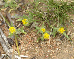 Triptilodiscus pygmaeus
