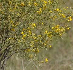 Senna artemisioides coriacea