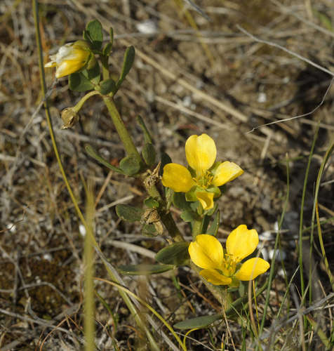 Image of Roepera glauca by (c) Chris Clarke, some rights reserved (CC BY)
