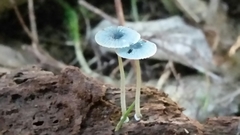 Mycena interrupta