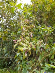 Manettia weberbaueri