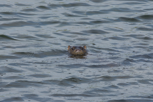 Eurasian Otter