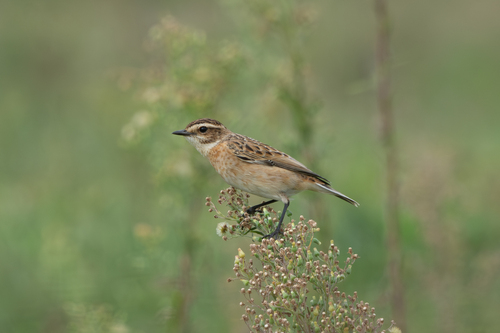 Whinchat