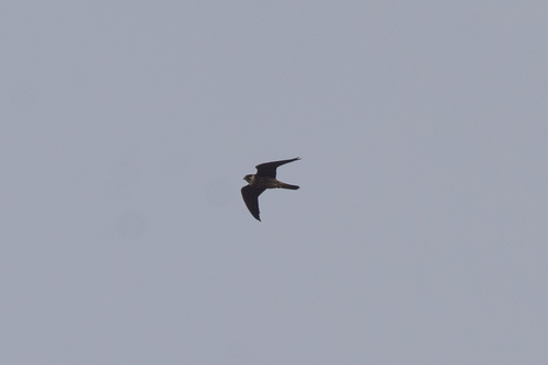 Eurasian Hobby