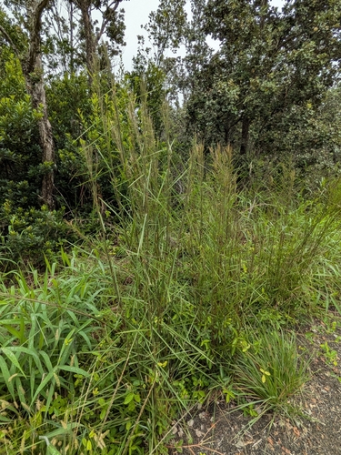 Schizachyrium microstachyum observed 2026-10-01