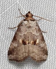 Hyperstrotia flaviguttata