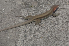 St. Christopher Ameiva photo 2