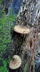 Tricholomopsis scabra