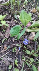 Viola septentrionalis