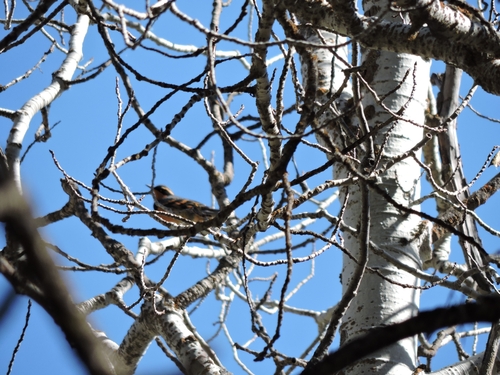 Varied Thrush
