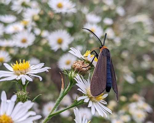 Yellow-collared Scape Moth