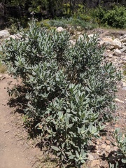 Eriodictyon traskiae smithii