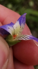 Viola septentrionalis