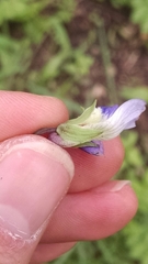 Viola septentrionalis