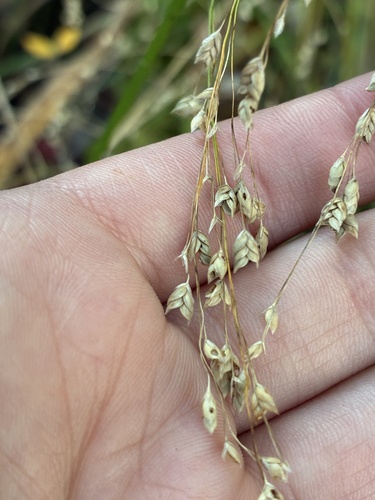 Glyceria canadensis, 2026-10-11