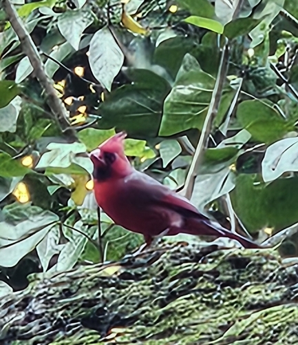 Cardinalis cardinalis observed 2026-10-10