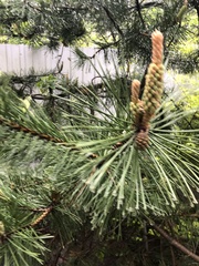 Pinus sylvestris