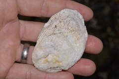 Pustulostrea australis