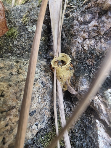 Narrow Stingless Bee