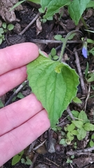 Viola septentrionalis