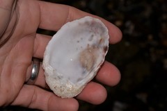 Pustulostrea australis