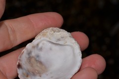 Pustulostrea australis