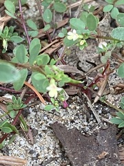 Acmispon parviflorus