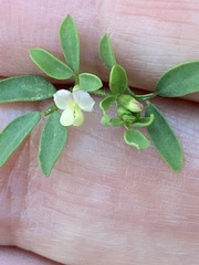 Acmispon parviflorus