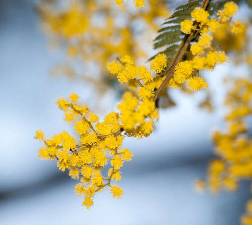 Image of Acacia nanodealbata by (c) Chris Clarke, some rights reserved (CC BY)
