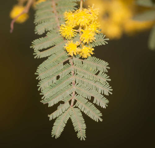 Image of Acacia nanodealbata by (c) Chris Clarke, some rights reserved (CC BY)