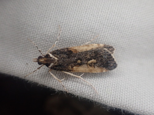 Phaleria observed 2026-10-10