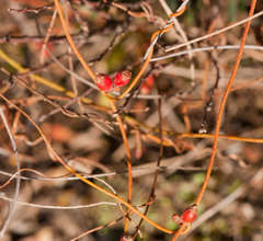 Cassytha glabella dispar