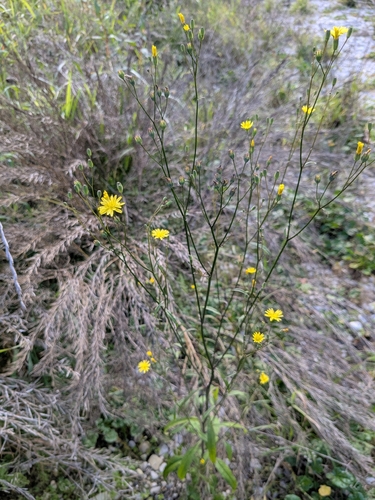 nipplewort