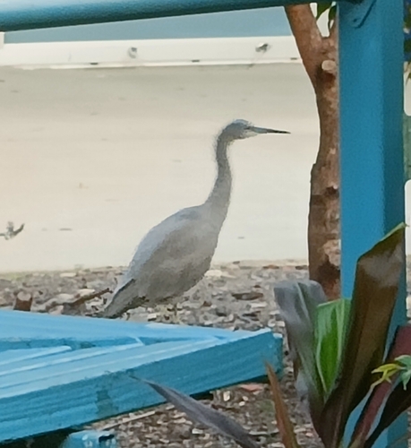 White-faced Heron