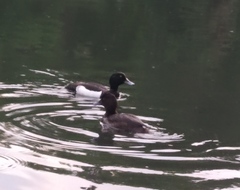 Aythya fuligula