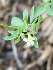 Acmispon parviflorus