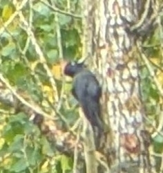 Black Woodpecker