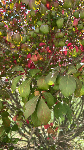 winged euonymus