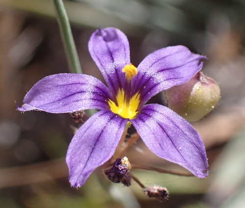 Sisyrinchium bellum observed 2026-10-10