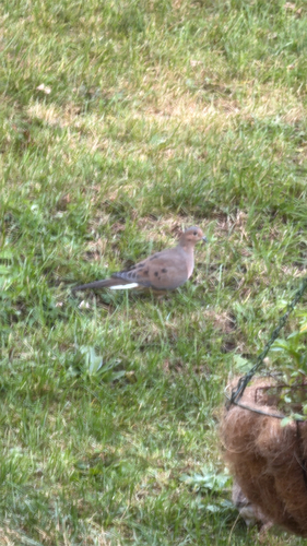Mourning Dove