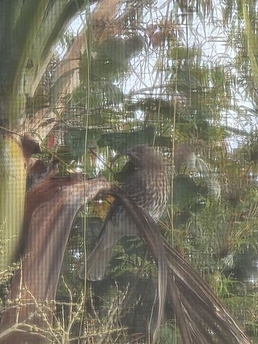 Australasian Figbird